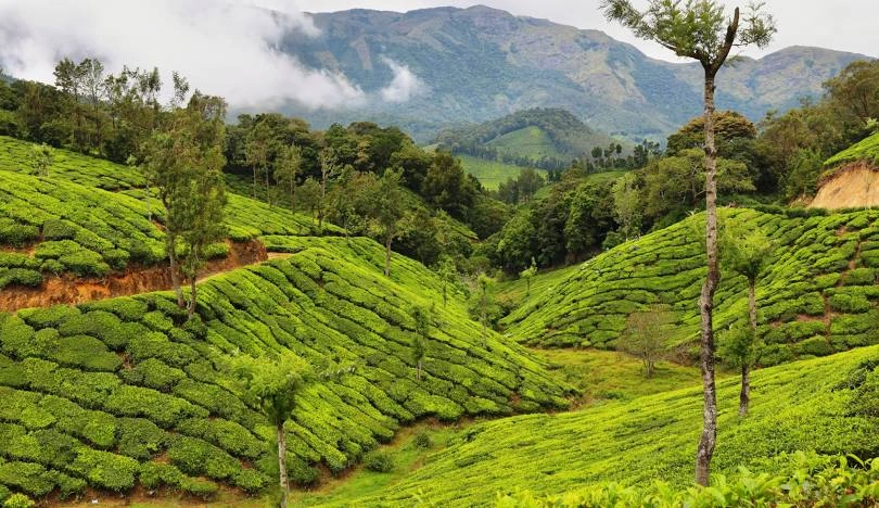 Chennai to Munnar Car Rental Service